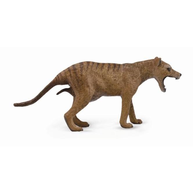 Thylacine, Tasmanian Tiger (Thylacinus cynocephalus) Dimensions & Drawings